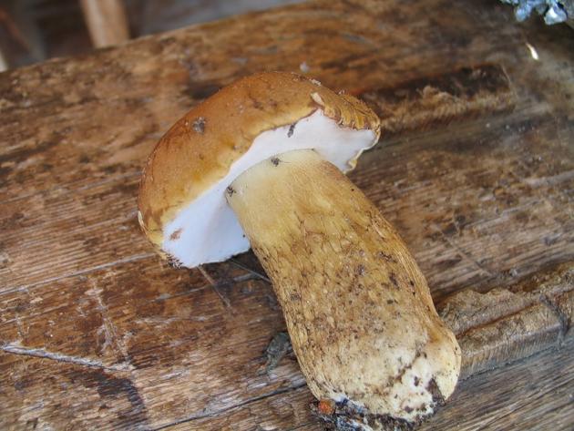 Важно знать, что у съедобных грибов в лесу есть двойники, очень